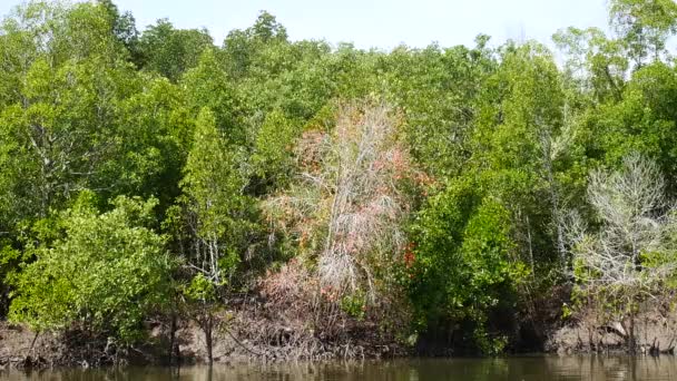 Bella Vista Sul Fiume Nella Foresta — Video Stock