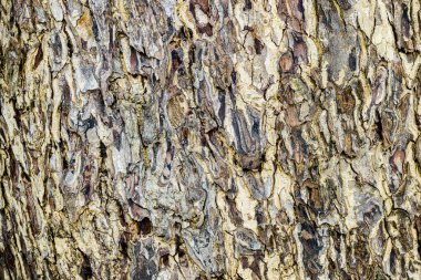 Kabuk deseninin doğadaki soyut arkaplan resmi.