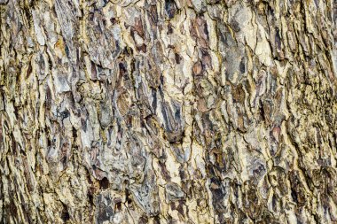 Kabuk deseninin doğadaki soyut arkaplan resmi.