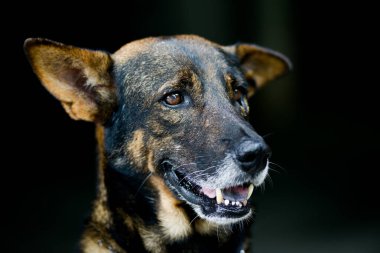 Köpek zincirlendiği için üzgün durdu..
