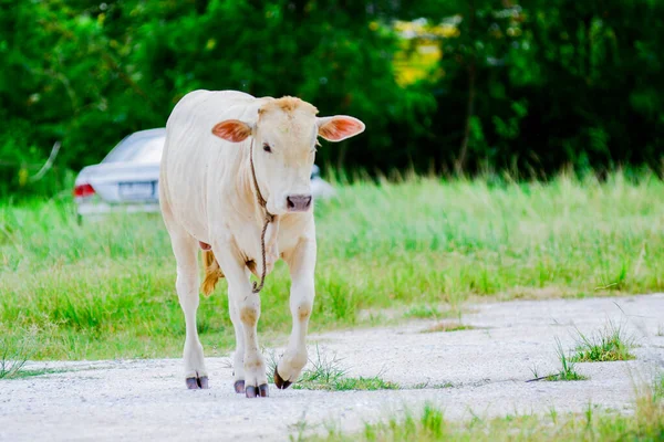 Curieux Jeune Vache Blanche Dans Prairie — Photo