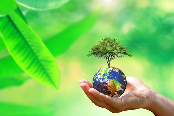 Hand Hålla Jorden Med Träd Naturen Bakgrund Miljö Koncept — Stockfoto