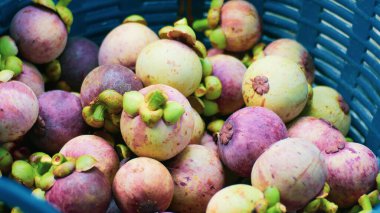 Bir sepet içinde bir sürü olgunlaşmış mangosteen..