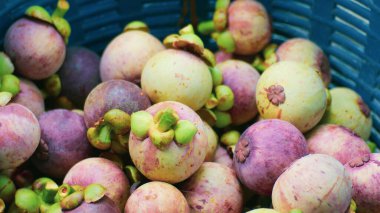 Bir sepet içinde bir sürü olgunlaşmış mangosteen..