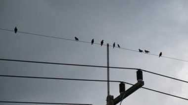 Many birds perched on electric wires.