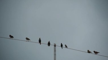 Many birds perched on electric wires.
