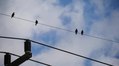 Many birds perched on electric wires.