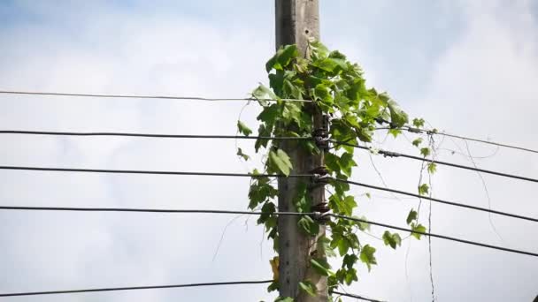 Wire Blå Himmel Bakgrund — Stockvideo