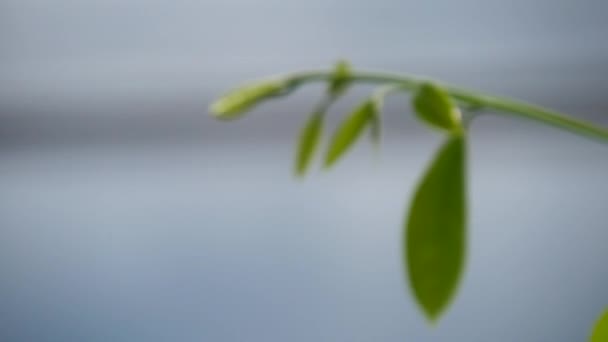 Macro Foglie Verdi Natura Sfondo — Video Stock