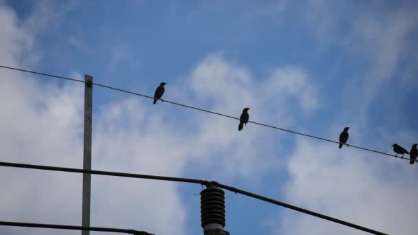 Many Birds Perched Electric Wires — Video Stock