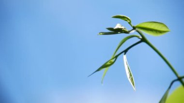 Arka plan için makro yeşil yapraklar