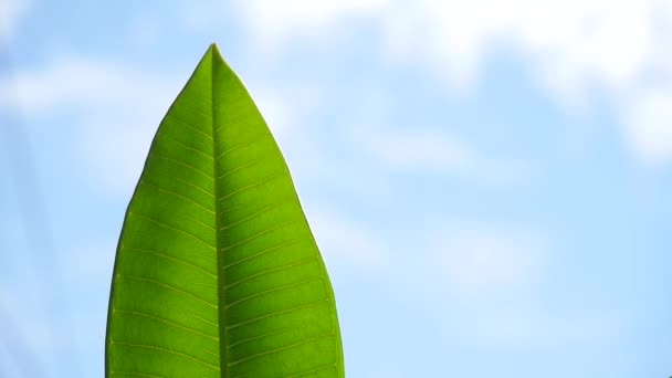 Macro Groene Bladeren Tegen Een Mooie Hemelse Achtergrond — Stockvideo