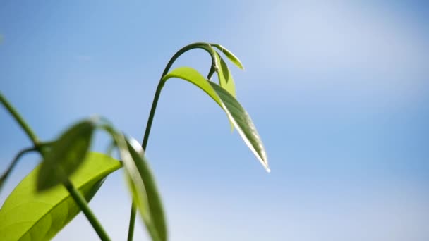 Macro Foglie Verdi Contro Bellissimo Sfondo Cielo — Video Stock