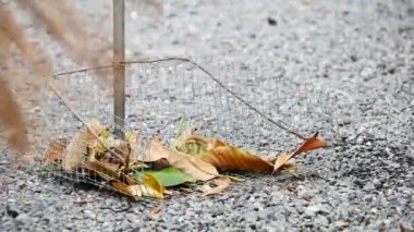 Bir süpürge adam yaprakların döküldüğü sokağı temizliyor..