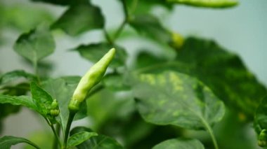 Bahçede biber yeşili yapraklar 