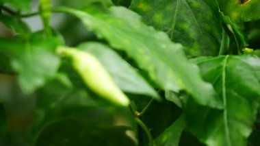 Bahçede biber yeşili yapraklar 