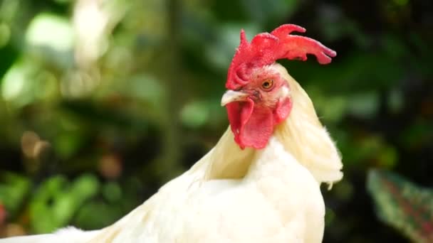 Bantam Recherche Nourriture Sur Terrain Dans Jardin — Video