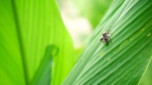 Insectenplagen Die Zich Voeden Met Bladeren Van Bomen Veroorzaken Schade — Stockvideo