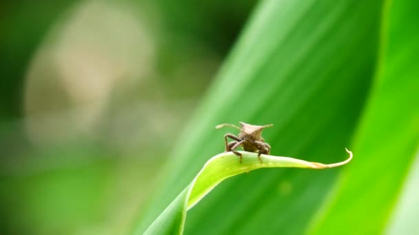 Plagas Insectos Que Alimentan Las Hojas Los Árboles Causan Daños — Vídeo de stock