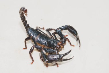 İmparator Scorpion, Pandinus Kumandanı beyaz arkaplanın önünde. Yaşayan Kara Akrep (İmparator Akrep))