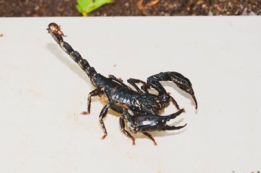 İmparator Scorpion, Pandinus Kumandanı beyaz arkaplanın önünde. Yaşayan Kara Akrep (İmparator Akrep))