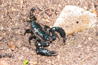 Yaşayan Kara Akrep (İmparator Akrep))