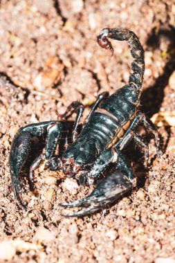 Yaşayan Kara Akrep (İmparator Akrep))