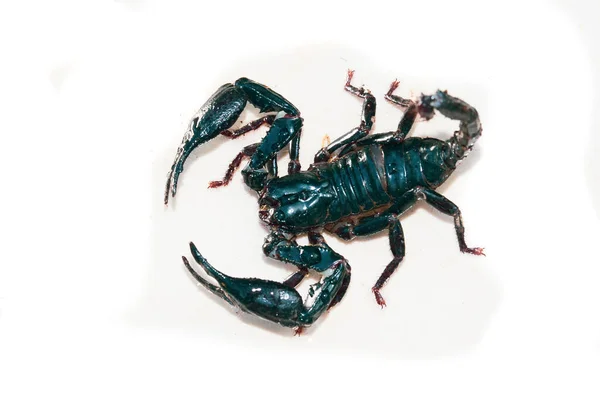 Imperador Scorpion Imperador Pandinus Frente Fundo Branco Escorpião Preto Vivo — Fotografia de Stock