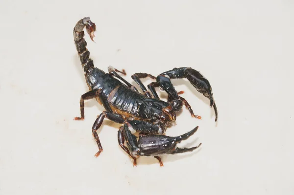 Empereur Scorpion Pandinus Imperator Devant Fond Blanc Scorpion Noir Vivant — Photo