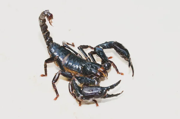 Mparator Scorpion Pandinus Kumandanı Beyaz Arkaplanın Önünde Yaşayan Kara Akrep — Stok fotoğraf