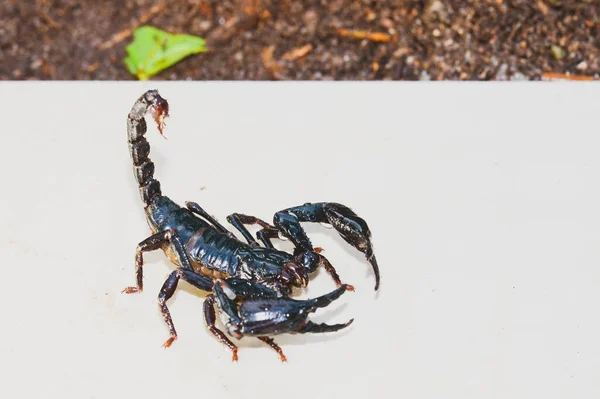 Cesarz Skorpion Imperator Pandinus Przed Białym Tłem Żywy Czarny Skorpion — Zdjęcie stockowe