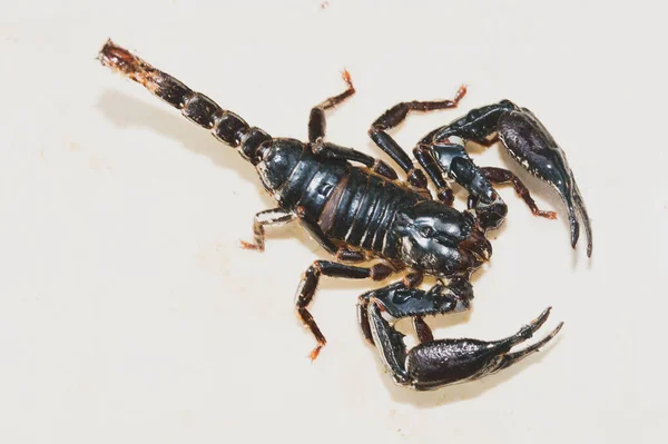 Imperador Scorpion Imperador Pandinus Frente Fundo Branco Escorpião Preto Vivo — Fotografia de Stock