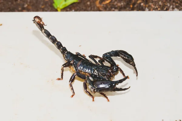 Empereur Scorpion Pandinus Imperator Devant Fond Blanc Scorpion Noir Vivant — Photo