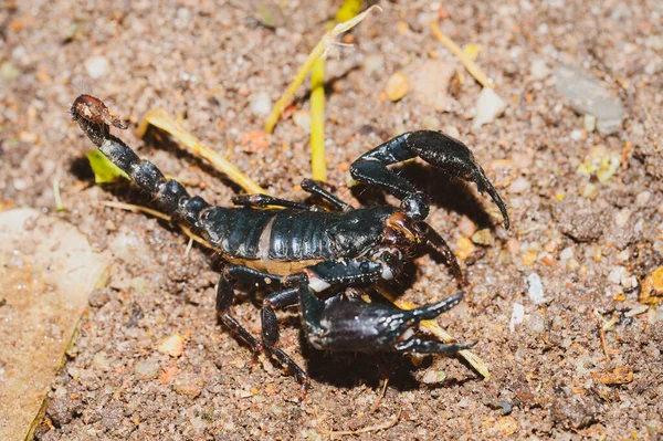 Escorpión Negro Vivo Emperador Escorpión — Foto de Stock