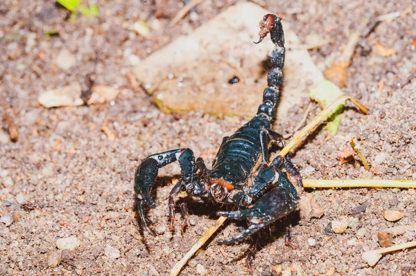 Levende Zwarte Schorpioen Keizerschorpioen — Stockfoto