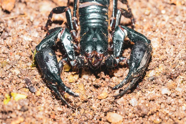 Levende Zwarte Schorpioen Keizerschorpioen — Stockfoto