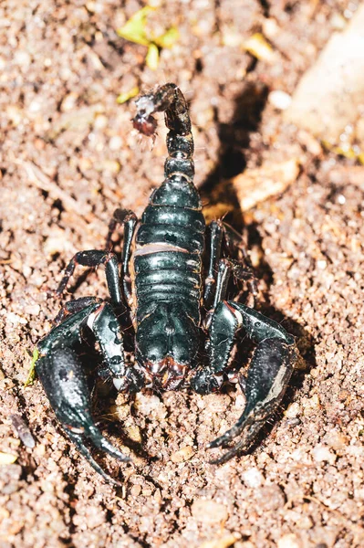 Escorpião Preto Vivo Imperador Escorpião — Fotografia de Stock