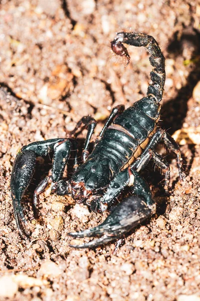 Żywy Czarny Skorpion Cesarz Skorpion — Zdjęcie stockowe