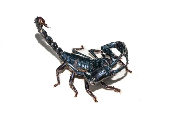 Cesarz Skorpion Imperator Pandinus Przed Białym Tłem Żywy Czarny Skorpion — Zdjęcie stockowe