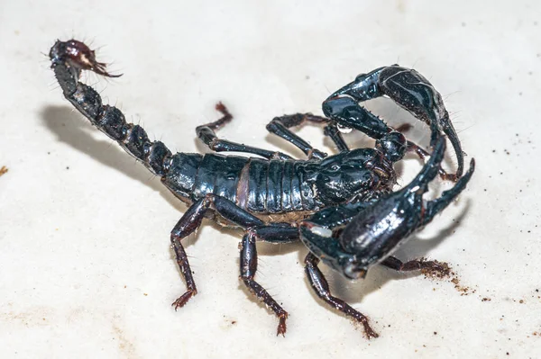 Mparator Scorpion Pandinus Kumandanı Beyaz Arkaplanın Önünde Yaşayan Kara Akrep — Stok fotoğraf