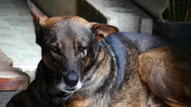 Şirin köpek sahibini bekliyor. 