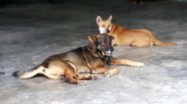 Açık havada uzanan köpekleri kapatın.