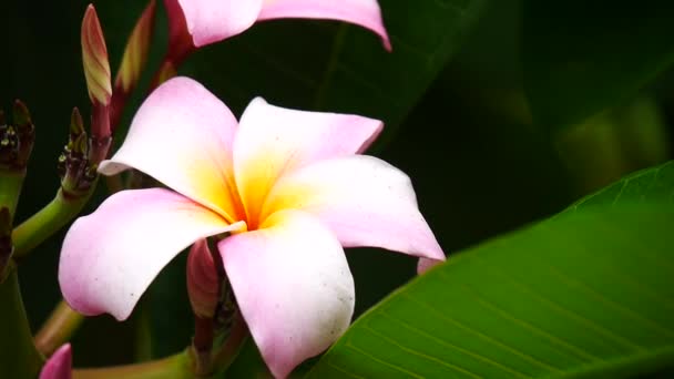 Hermosas Flores Con Colores Brillantes Dan Frescura — Vídeos de Stock