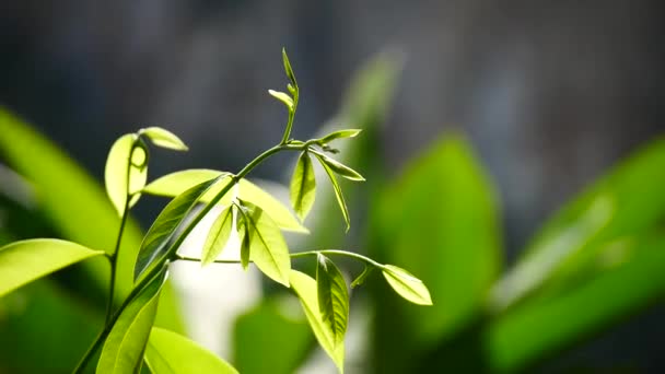 Hojas Pimienta Verde Jardín — Vídeo de stock