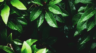 Arkaplan olarak kullanılmak üzere su damlacıkları olan yaprakların soyut arkaplan resmi. Web sitenizi veya yayınınızı süslemek için yaprak ve suyun soyut görüntüsü.