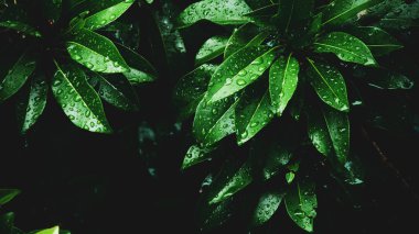 Arkaplan olarak kullanılmak üzere su damlacıkları olan yaprakların soyut arkaplan resmi. Web sitenizi veya yayınınızı süslemek için yaprak ve suyun soyut görüntüsü.