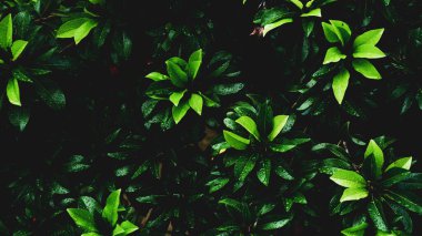 Arkaplan olarak kullanılmak üzere su damlacıkları olan yaprakların soyut arkaplan resmi. Web sitenizi veya yayınınızı süslemek için yaprak ve suyun soyut görüntüsü.