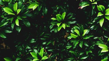 Arkaplan olarak kullanılmak üzere su damlacıkları olan yaprakların soyut arkaplan resmi. Web sitenizi veya yayınınızı süslemek için yaprak ve suyun soyut görüntüsü.