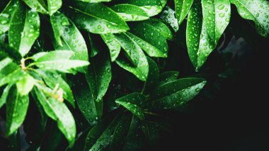 Arkaplan olarak kullanılmak üzere su damlacıkları olan yaprakların soyut arkaplan resmi. Web sitenizi veya yayınınızı süslemek için yaprak ve suyun soyut görüntüsü.