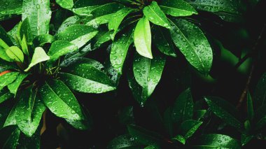 Arkaplan olarak kullanılmak üzere su damlacıkları olan yaprakların soyut arkaplan resmi. Web sitenizi veya yayınınızı süslemek için yaprak ve suyun soyut görüntüsü.